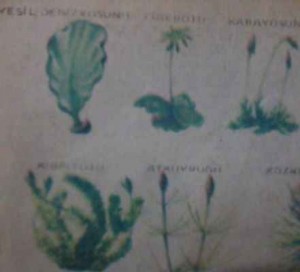 Temsili Resimde, yeşil deniz yosunu, ciğer otu, kara yosunu, kibrit otu ve at kuyruğu adlı bitkilerin şekilleri görülüyor.
